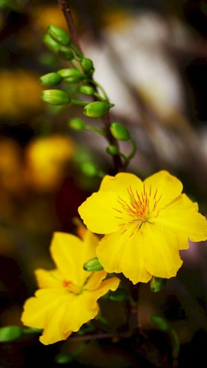 Ảnh Hoa Mai Tết Theo Phong Cách Nghệ Thuật