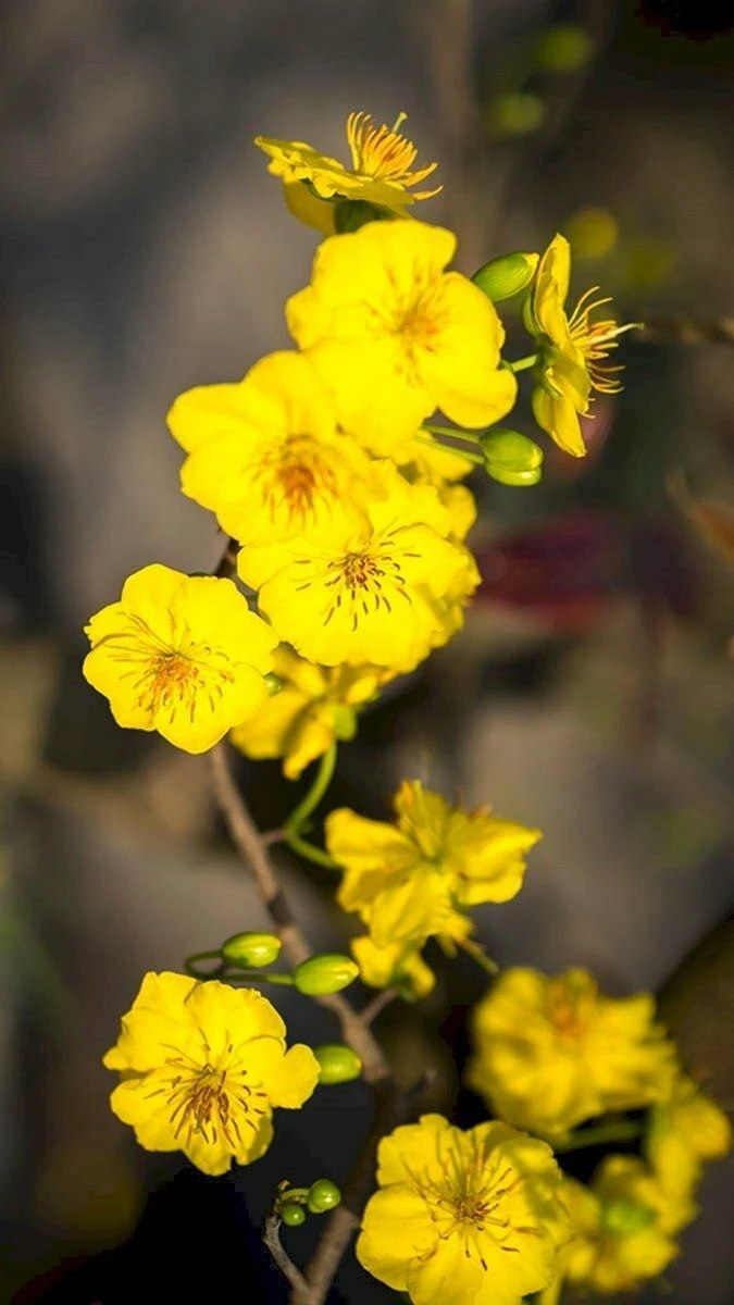 Ảnh Nền Hoa Mai Tết Ấn Tượng, Độc Đáo 2026