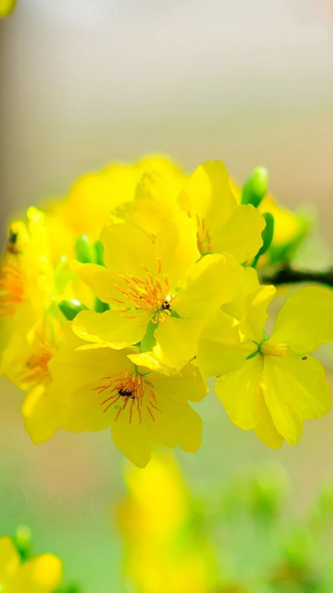 Hình Nền Hoa Mai Tết Ấn Tượng, Độc Đáo 2026