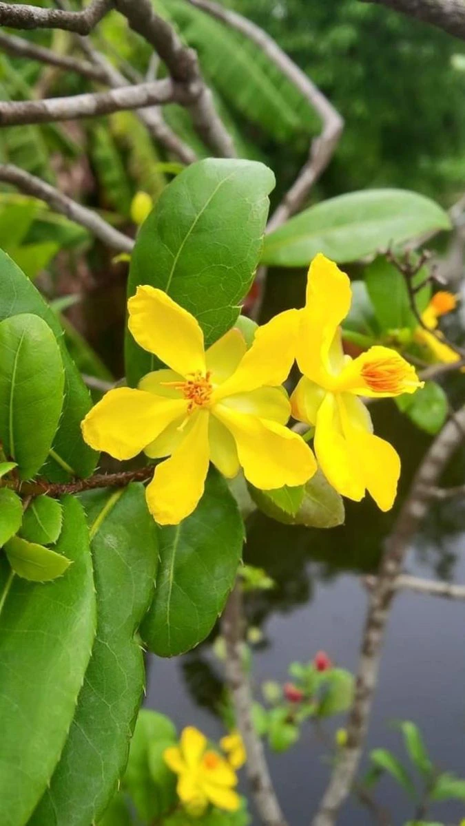 Wallpaper Hoa Mai Tết Ấn Tượng, Độc Đáo 2026