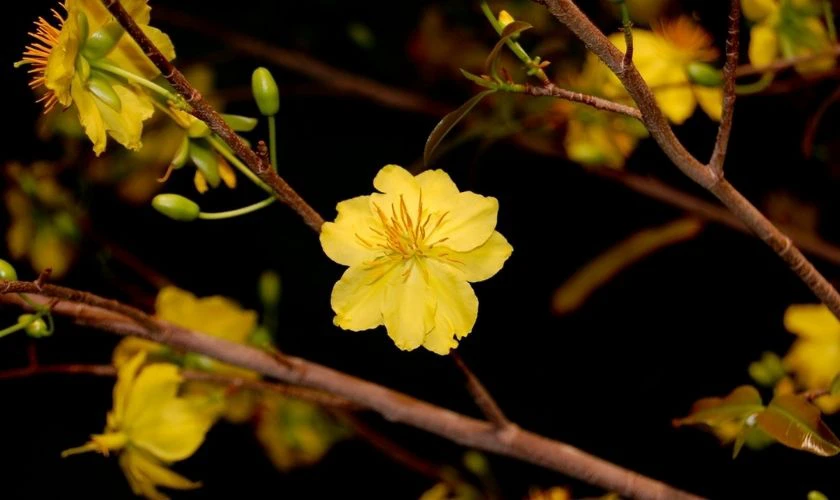 Hình Nền Hoa Mai Tết 2026 Full Hd, 4K