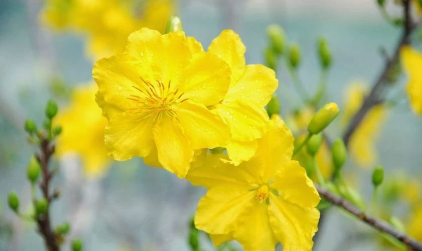 Ảnh Nền Hoa Mai Tết 2026 Full Hd