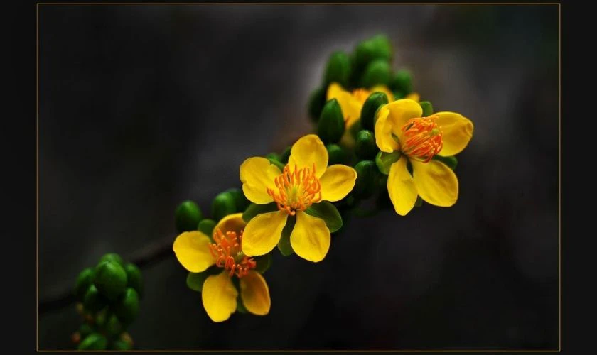 Hình Nền Hoa Mai Và Hoa Đào Ngày Tết