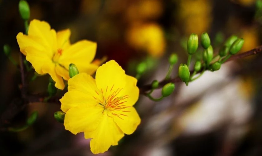 Hình Nền Hoa Mai Tết Chúc Mừng Năm Mới