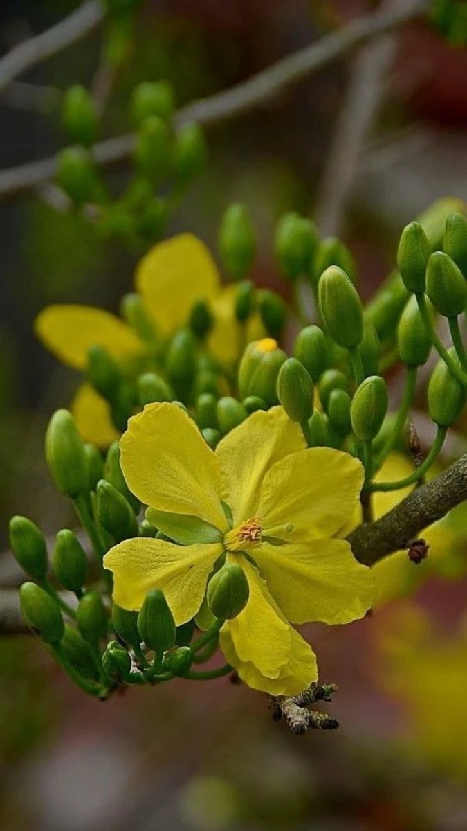 Ảnh Nền Hoa Mai Tết Sắc Nét