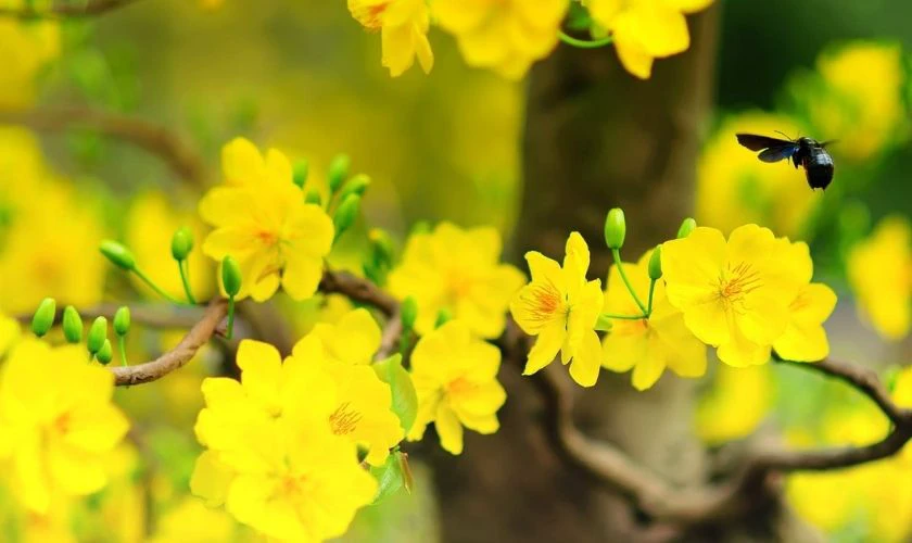 Hình Nền Hoa Mai Tết 2026 Chúc Mừng Năm Mới