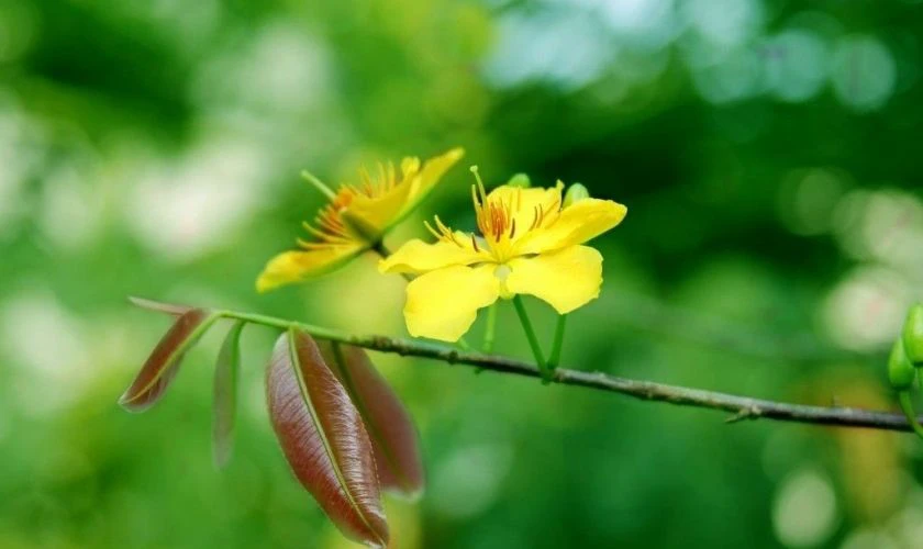 Ảnh Hoa Mai Tết Chúc Mừng Năm Mới