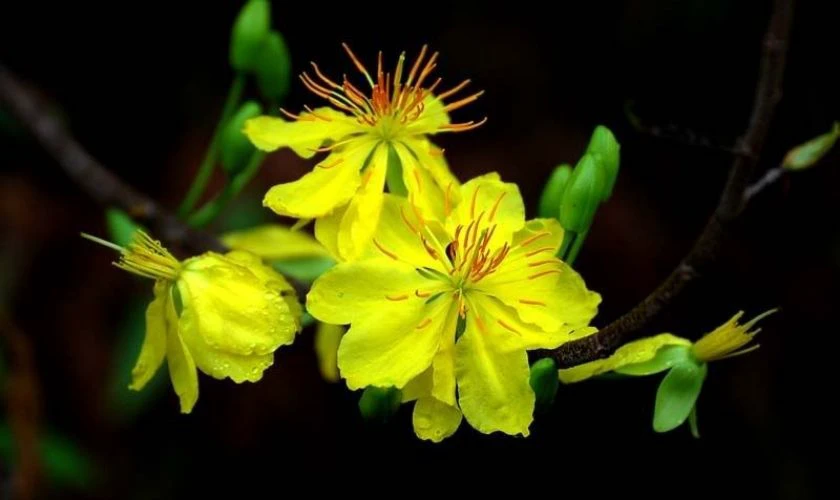 Ảnh Hoa Mai Tết 2026 Chúc Mừng Năm Mới