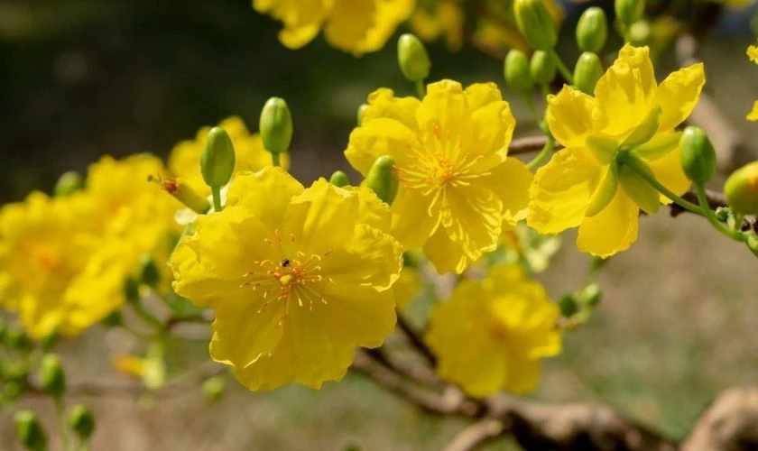 Wallpaper Hoa Mai Chúc Mừng Năm Mới