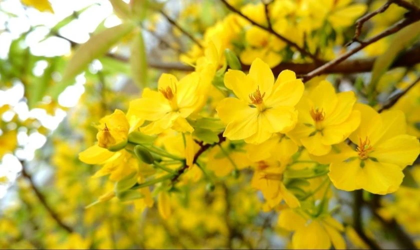 Hình Nền Hoa Mai Tết 2026 Cho Ipad