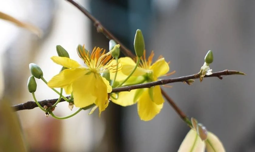 Ảnh Nền Hoa Mai Tết 2026 Cho Máy Tính Bảng, Ipad