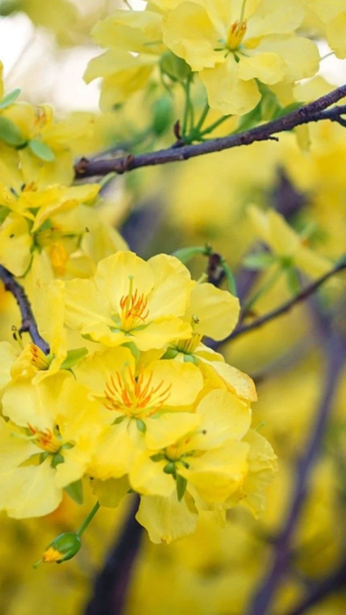 Hình Nền Hoa Mai Tết Theo Phong Cách Đáng Yêu