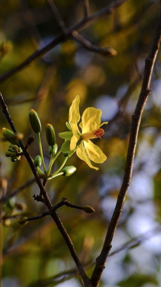 Ảnh Nền Hoa Mai Tết Theo Phong Cách Dễ Thương