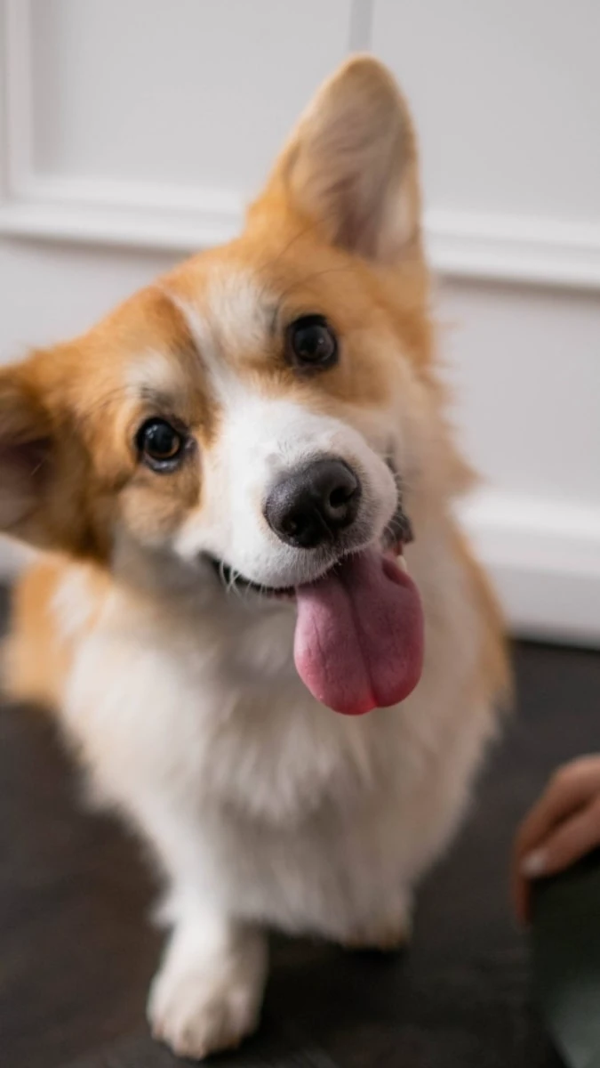 Hình nền iOS 26.2 chủ đề động vật 4K