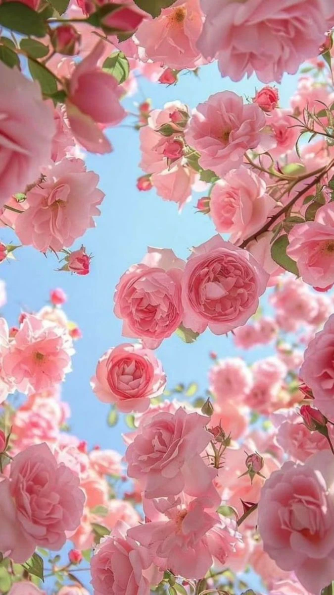 Wallpaper iOS 26.4 chủ đề thiên nhiên