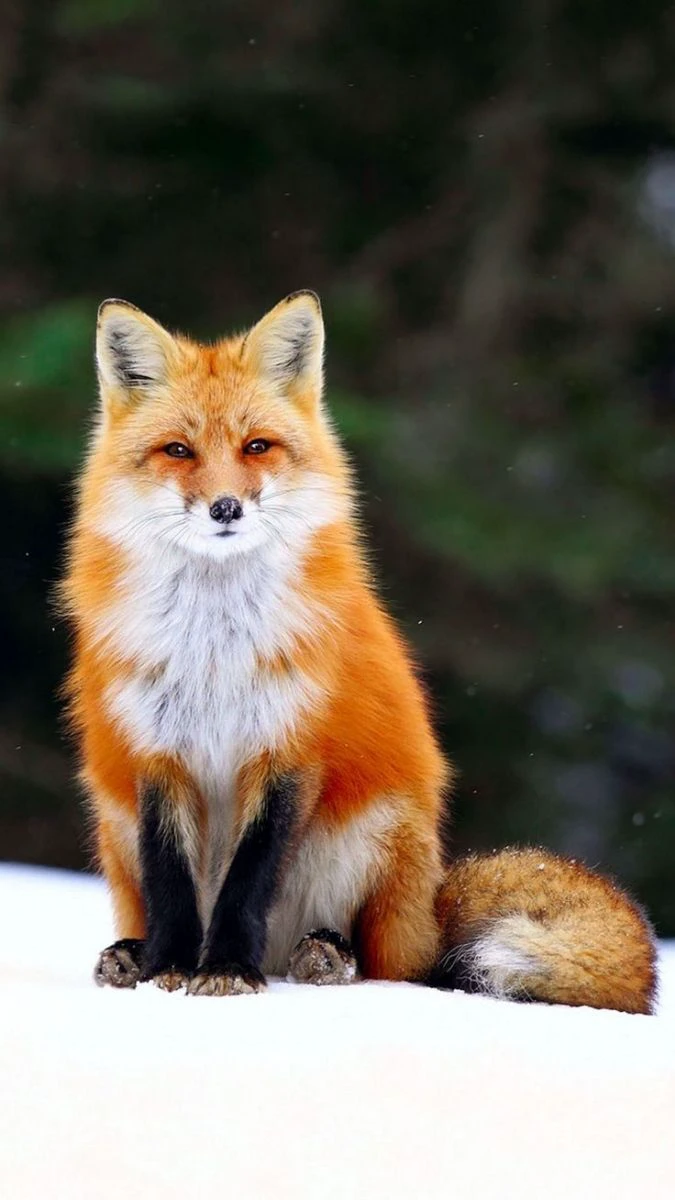 Wallpaper iOS 26.4 về cáo tuyết