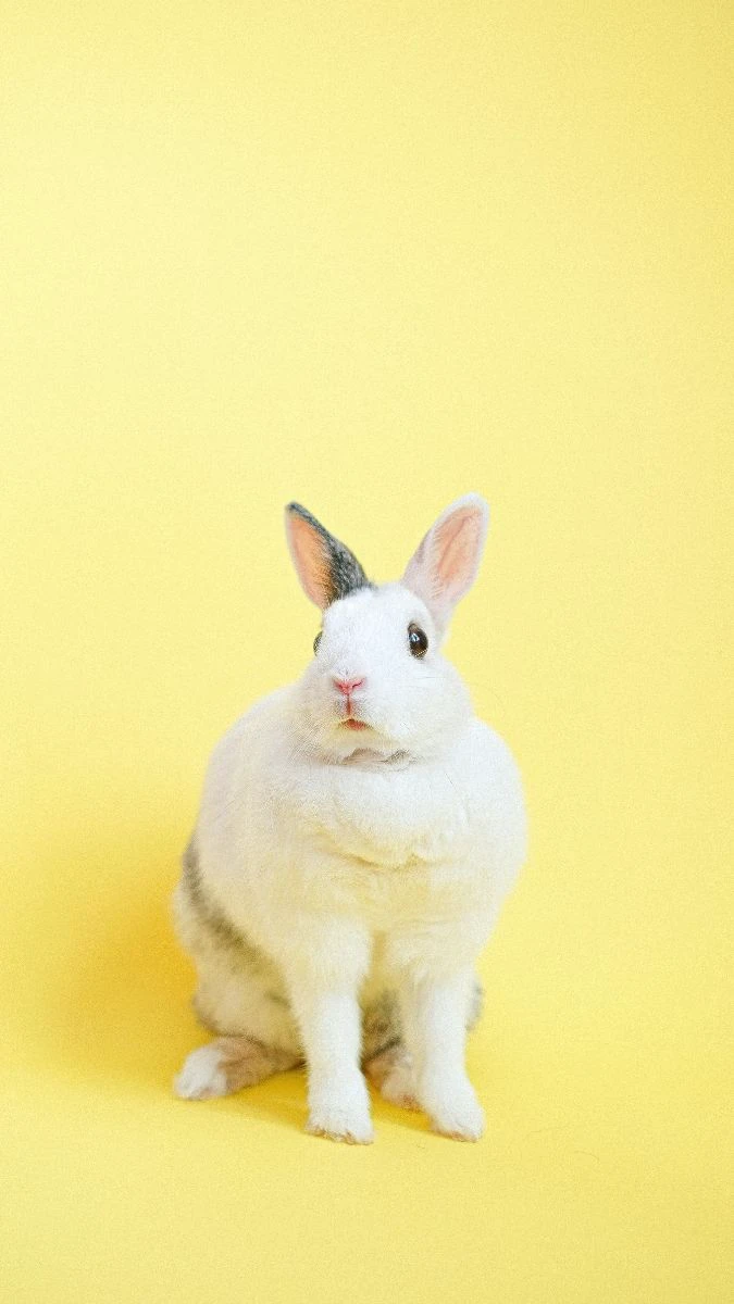 Wallpaper iOS 26.4 hình con thỏ