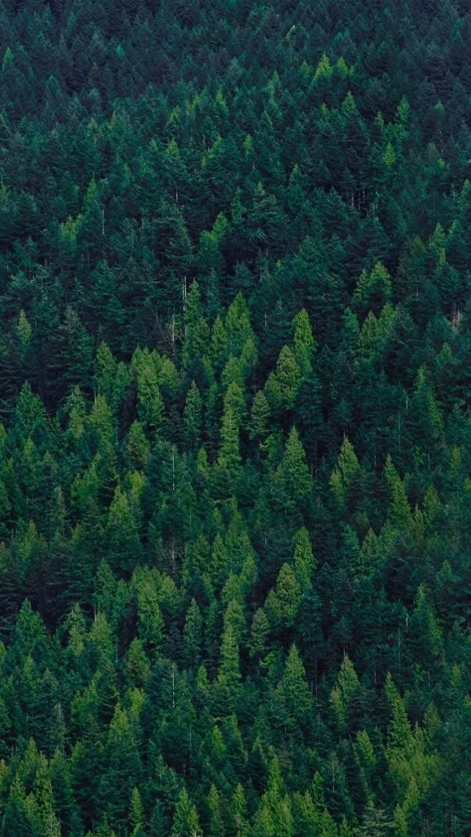 Wallpaper iPhone 15 Pro rừng cây