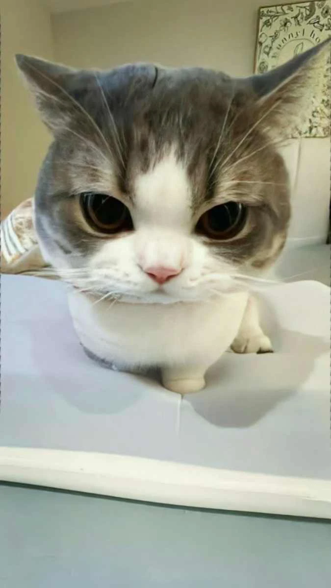 Hình nền chú mèo dễ thương đáng yêu