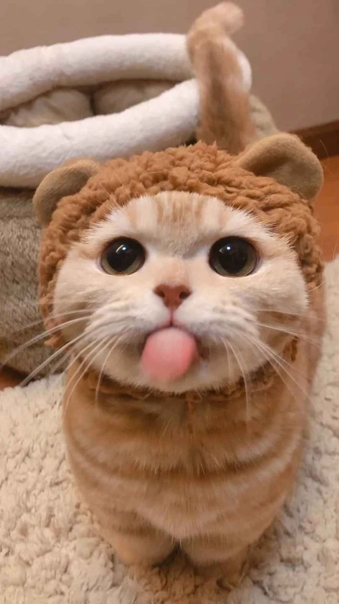 Hình nền iPhone 17e chủ đề động vật dễ tương