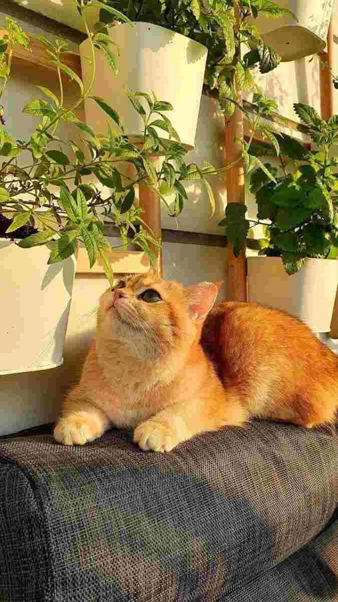 Ảnh chú mèo đáng yêu