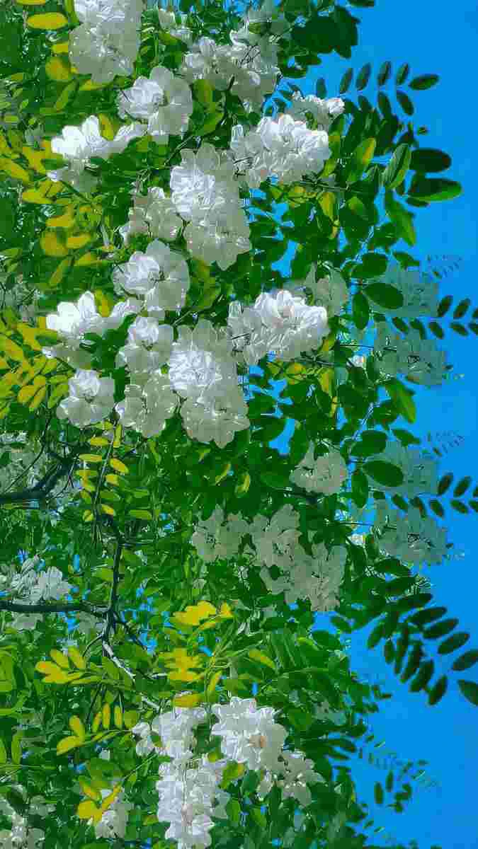 Hình nền không gian 3D hoa hồng