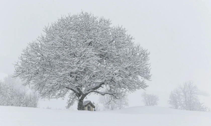 Hình nền MacBook Neo chủ đề phong cảnh