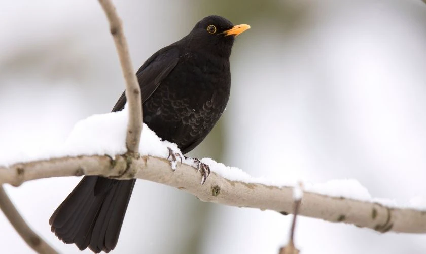 Hình nền MacBook Neo chủ đề động vật