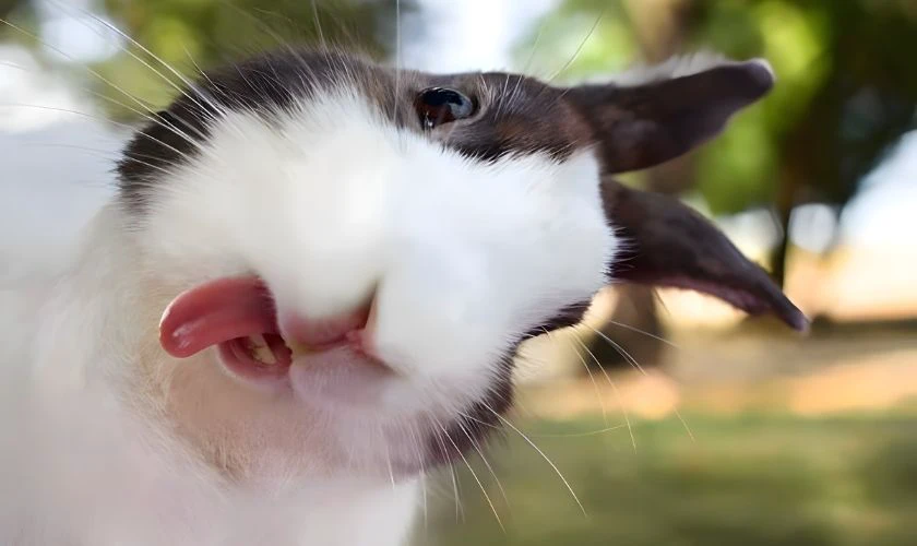 Ảnh chú thỏ dễ thương