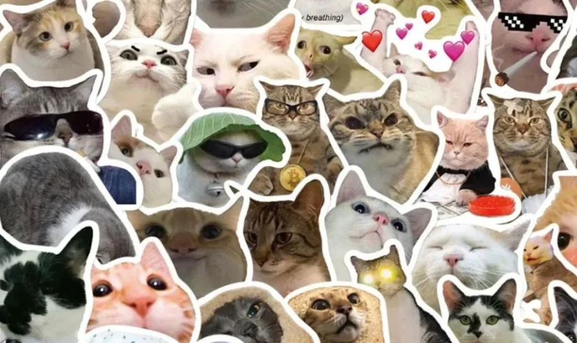 Meme meow cầu vồng