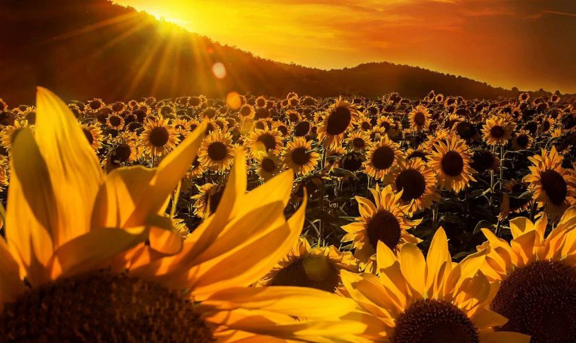 Ảnh nền mệnh Thổ cho máy tính