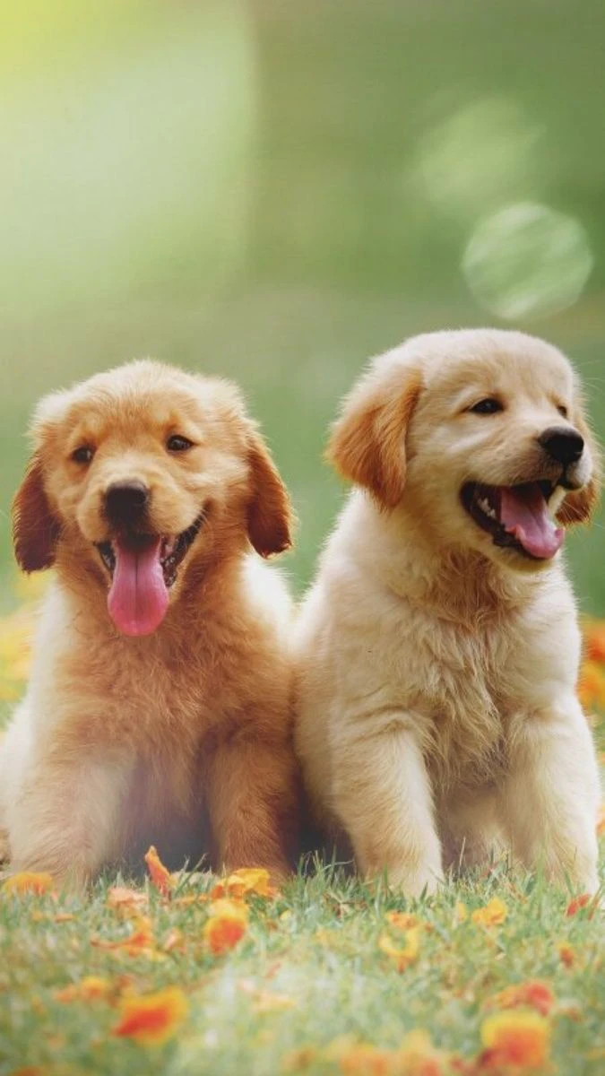 Hình nền Quốc tế Thiếu nhi về con chó con