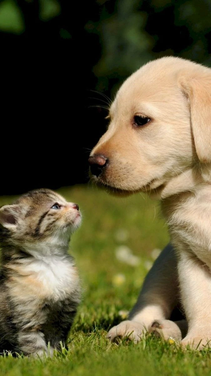 Hình nền Quốc tế Thiếu nhi về con mèo và chó