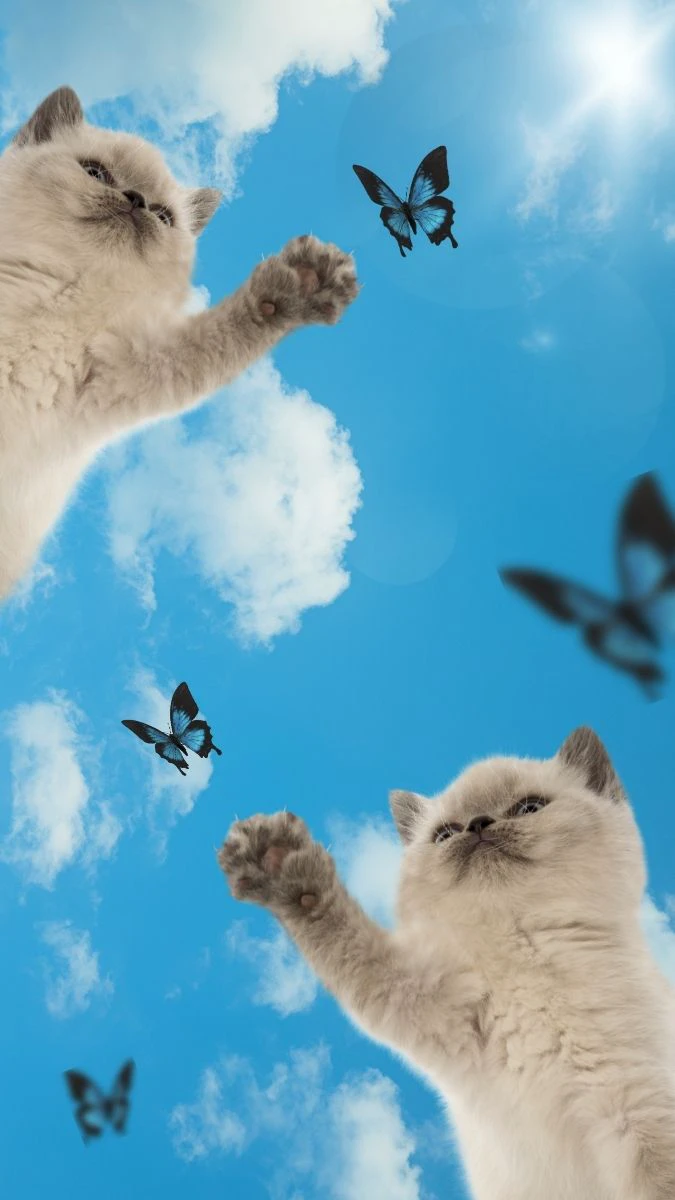 Hình 2 chú mèo con đáng yêu