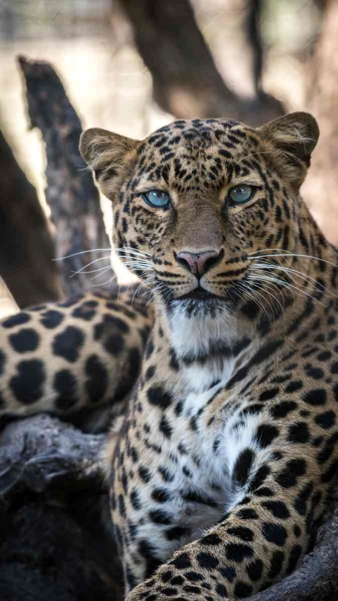 Hình nền Samsung Galaxy A57 động vật