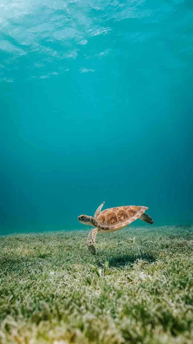 Hình nền Samsung Galaxy A57 động vật sống động