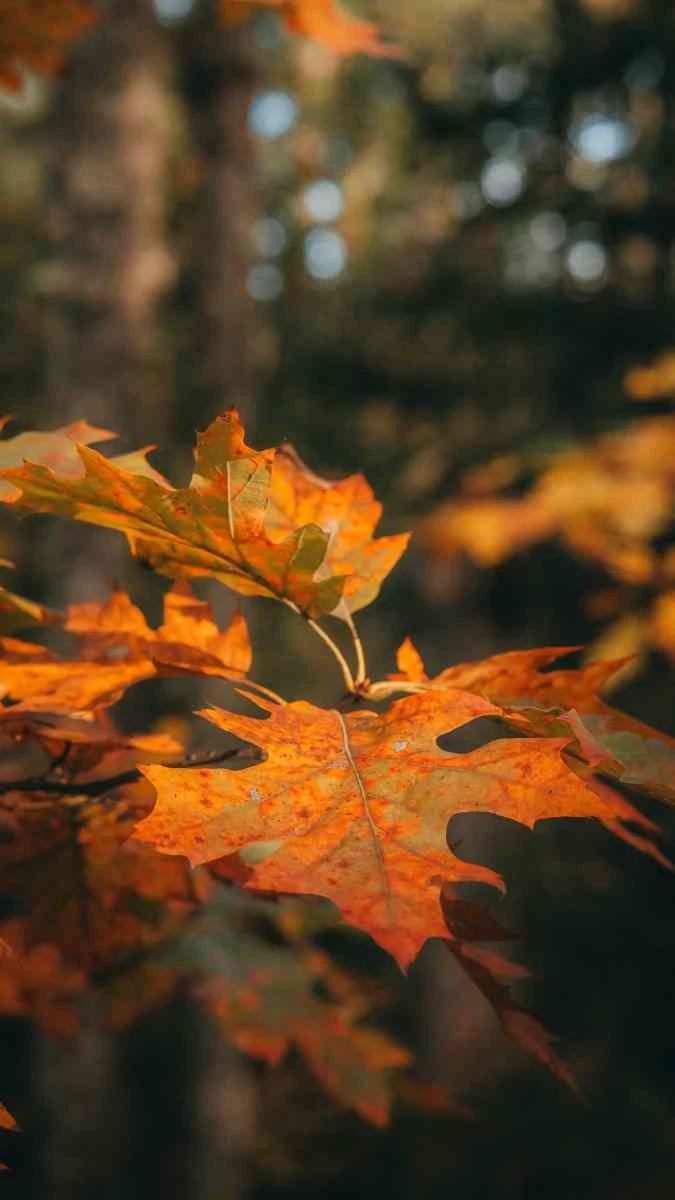 Ảnh chủ đề thiên nhiên đẹp mắt sáng màu