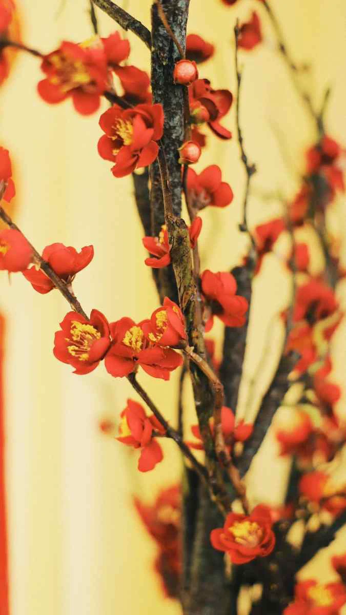 Hình nền Tết 2026 chủ đề hoa lá, cây cối vui tươi