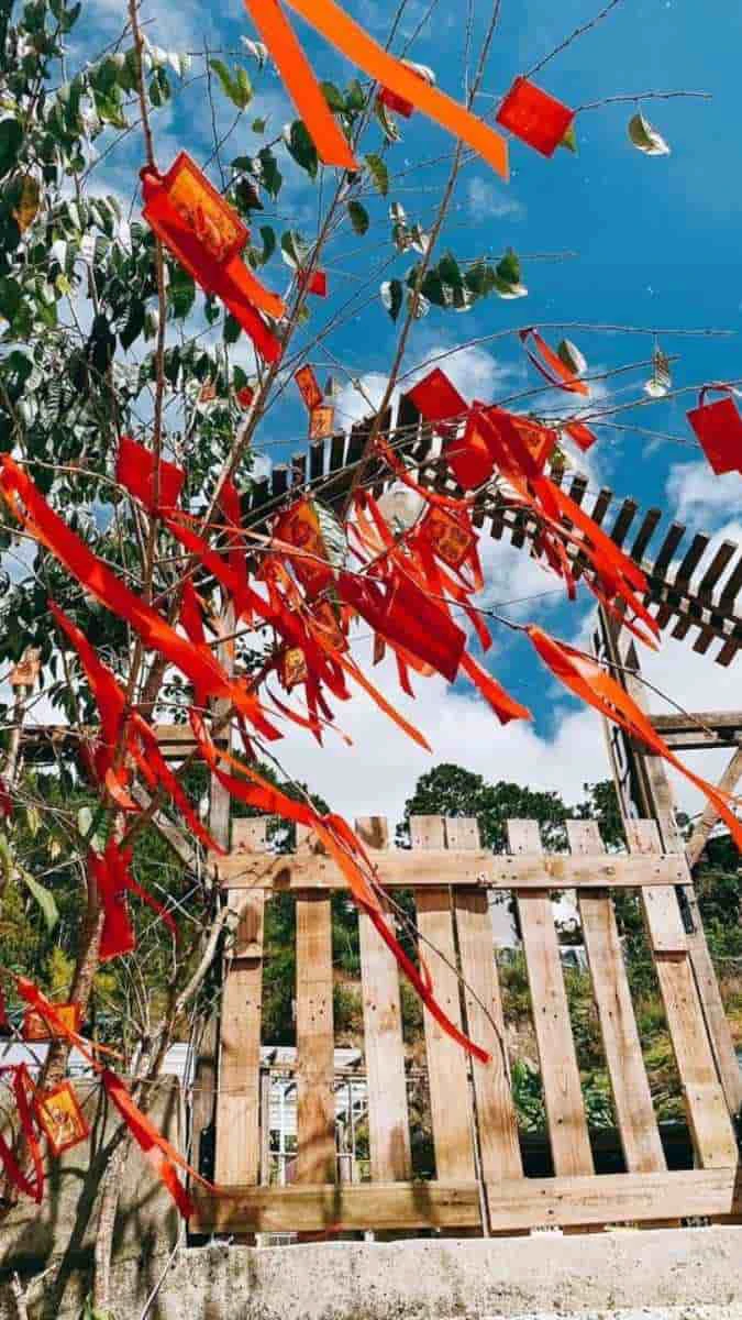 Hình nền Tết phong cảnh tươi mới đẹp