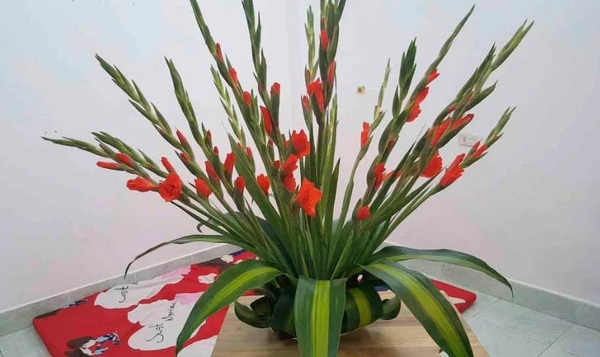 Hoa chưng Tết 2026 Bính Ngọ đẹp, lâu tàn