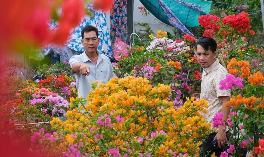 Hoa giấy - Sự giản dị, bền bỉ