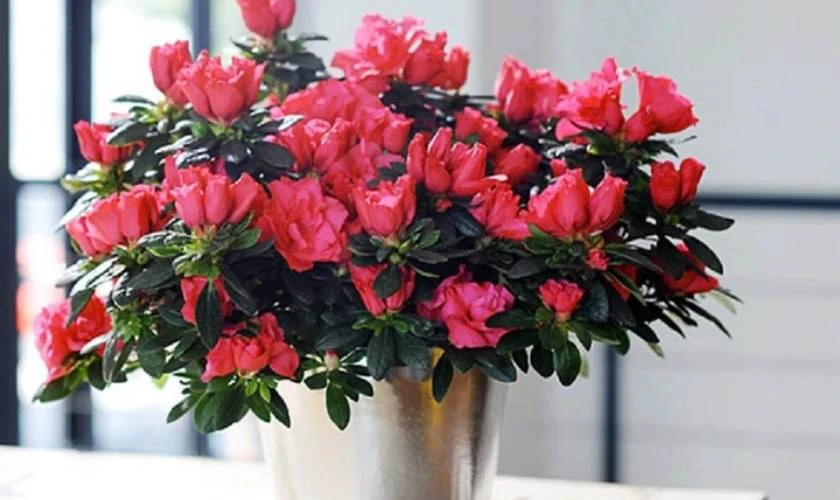 Hoa đỗ quyên - Ôn hòa, dịu dàng