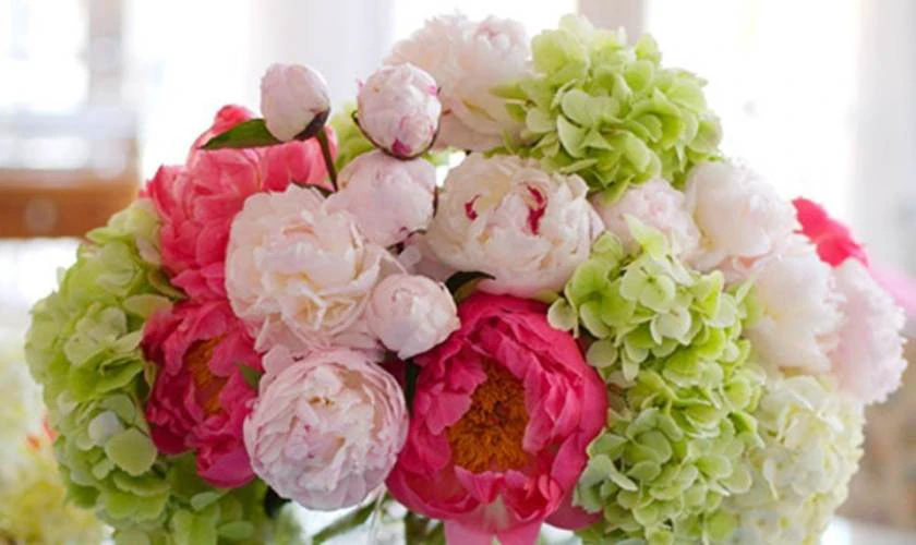 Hoa mẫu đơn với cánh hoa lớn đầy đặn thể hiện sự vương giả