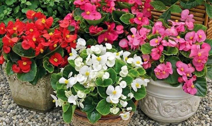 Hoa hải đường - Giàu sang, phú quý