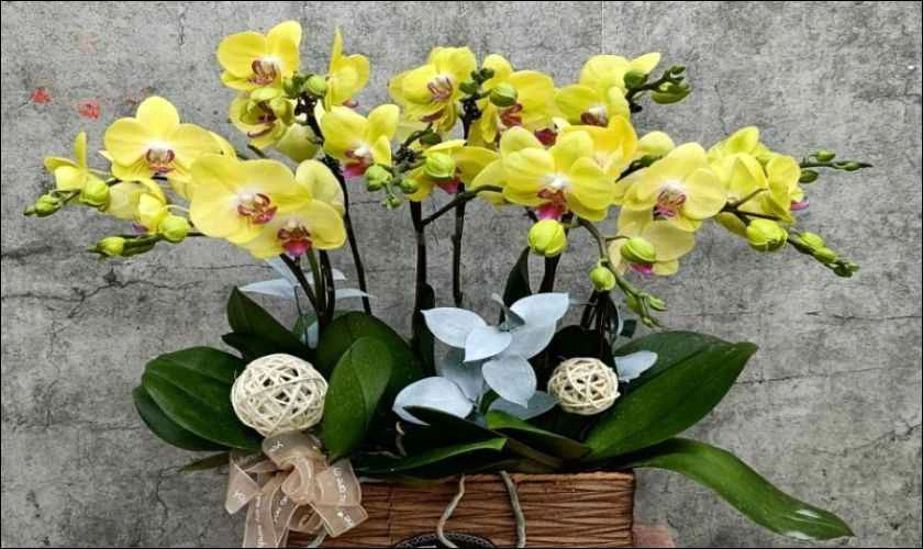 Hoa lan sự sang trọng và đẳng cấp