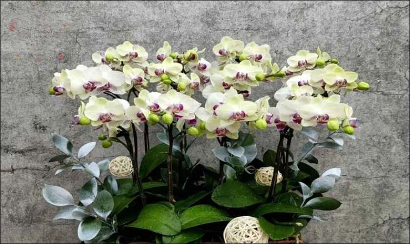 Hoa lan sự sang trọng và đẳng cấp ngày Quốc tế Đàn ông