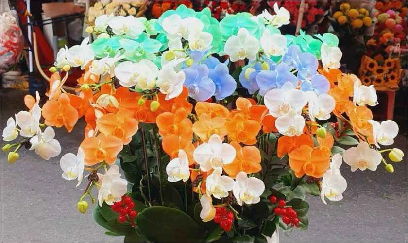 Hoa lan sự sang trọng và đẳng cấp ngũ sắc