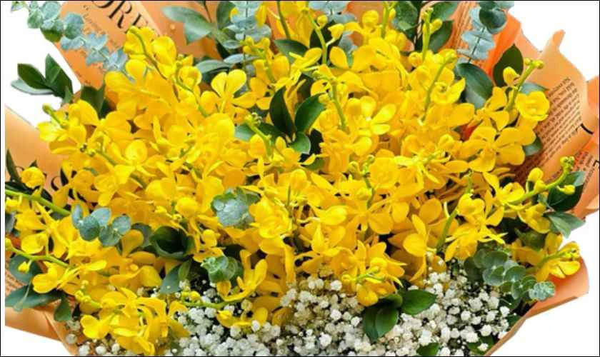 Hoa lan sự sang trọng và đẳng cấp màu vàng