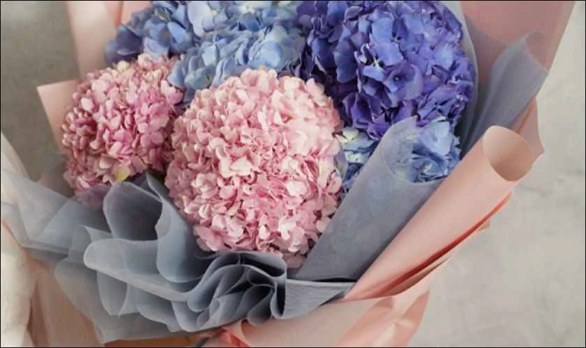 Hoa cẩm tú cầu biểu tượng của sự chân thành và thấu hiểu màu hồng