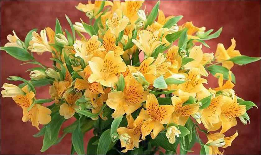Hoa tặng Ngày Quốc tế Đàn ông